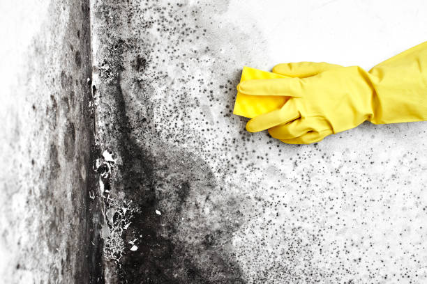 Best Industrial Mold Remediation  in Bel Air South, MD