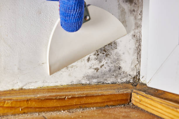 Best Air Quality Testing for Mold Spores  in Bel Air South, MD
